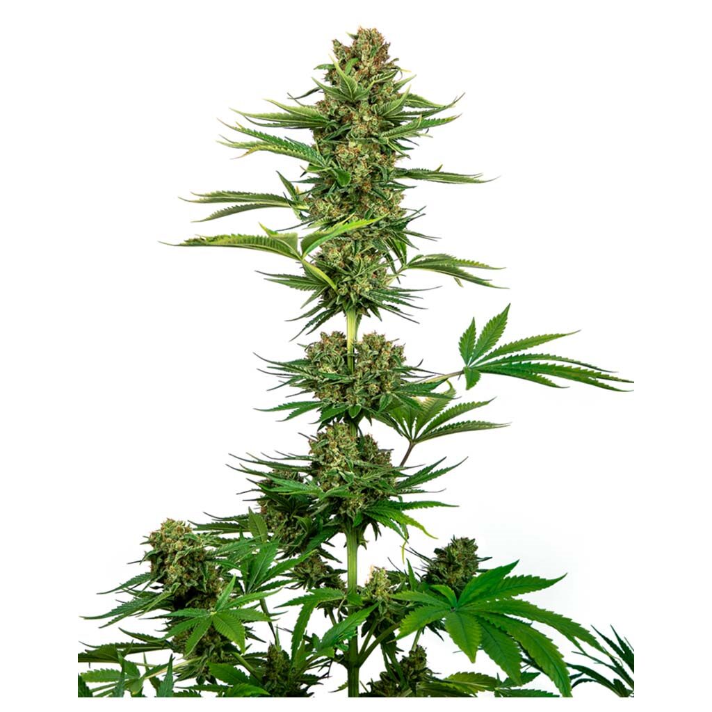Satin Black Domina CBD Fem — Sensi Seeds