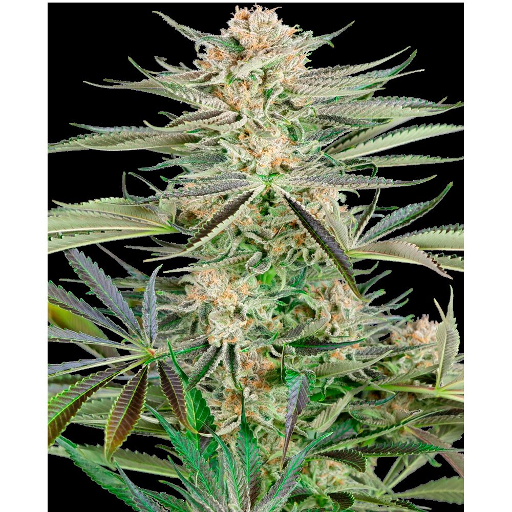 Screwdriver OG Fem — Sensi Seeds
