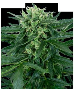 Sensi Amnesia Auto — Sensi Seeds