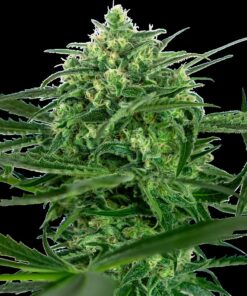 Sensi Amnesia Fem — Sensi Seeds