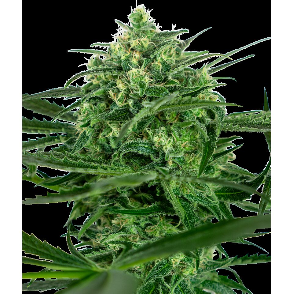 Sensi Amnesia Fem — Sensi Seeds