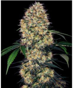 Sensi Amnesia XXL Auto — Sensi Seeds