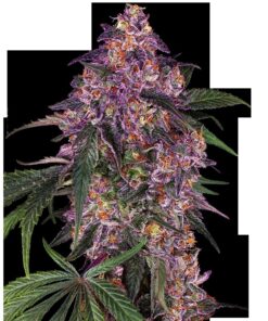 Sensi Purple Kush Fem — Sensi Seeds