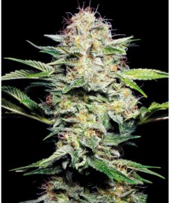 Sensi Skunk Auto — Sensi Seeds