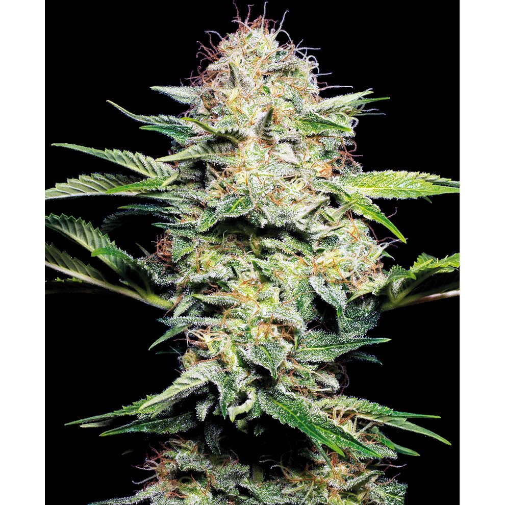 Sensi Skunk Auto — Sensi Seeds