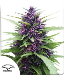 Shaman Fem — Dutch Passion