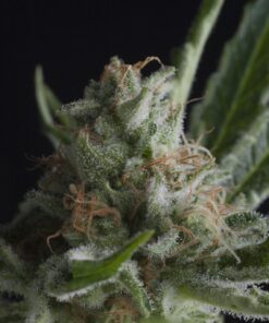 Shark — Pyramid Seeds