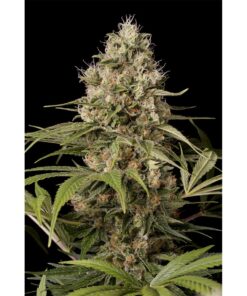Shark Shock CBD Fem — Dinafem