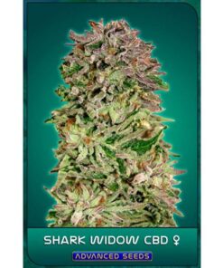 Shark Widow CBD Fem — Advanced Seeds