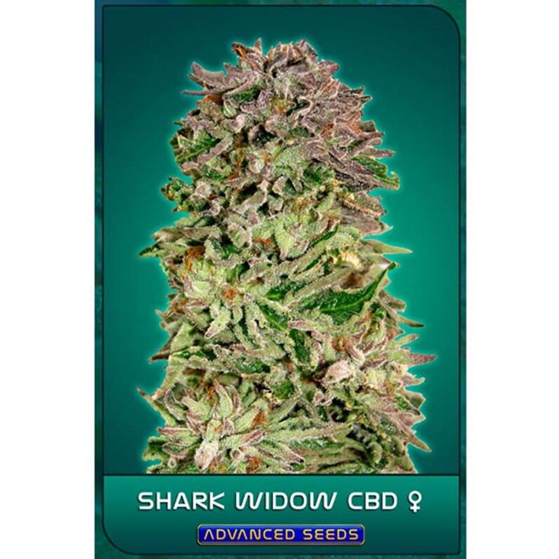 Shark Widow CBD Fem — Advanced Seeds