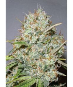 Shark Widow Fem — Advanced Seeds
