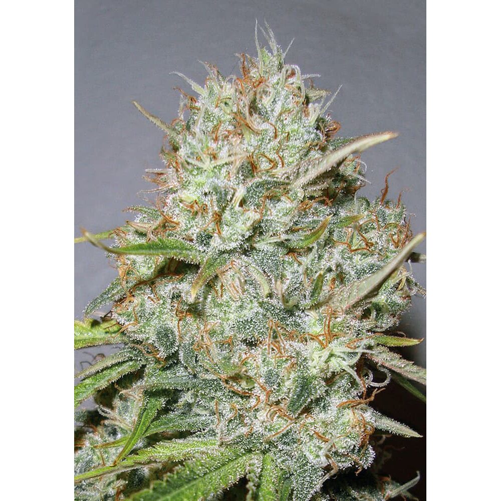 Shark Widow Fem — Advanced Seeds