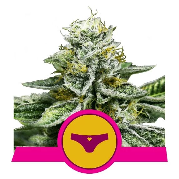 Sherbet Queen USA Premium Fem — Royal Queen