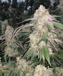 Sherlato 3.0 Fem — The Kush Brothers Seeds