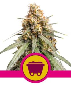 Shining Silver Haze Fem — Royal Queen