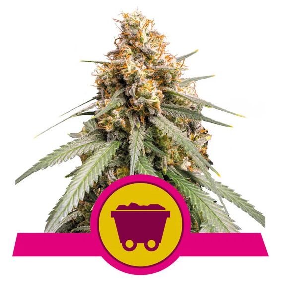 Shining Silver Haze Fem — Royal Queen