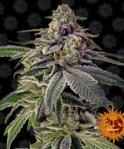 Shiskaberry — Barney's Farm