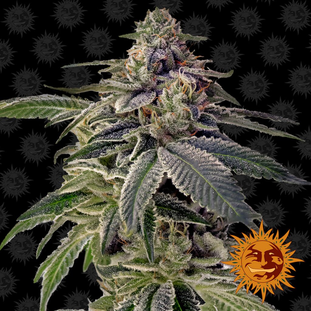 Shiskaberry — Barney's Farm