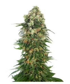 Shiva Skunk Auto — Sensi Seeds