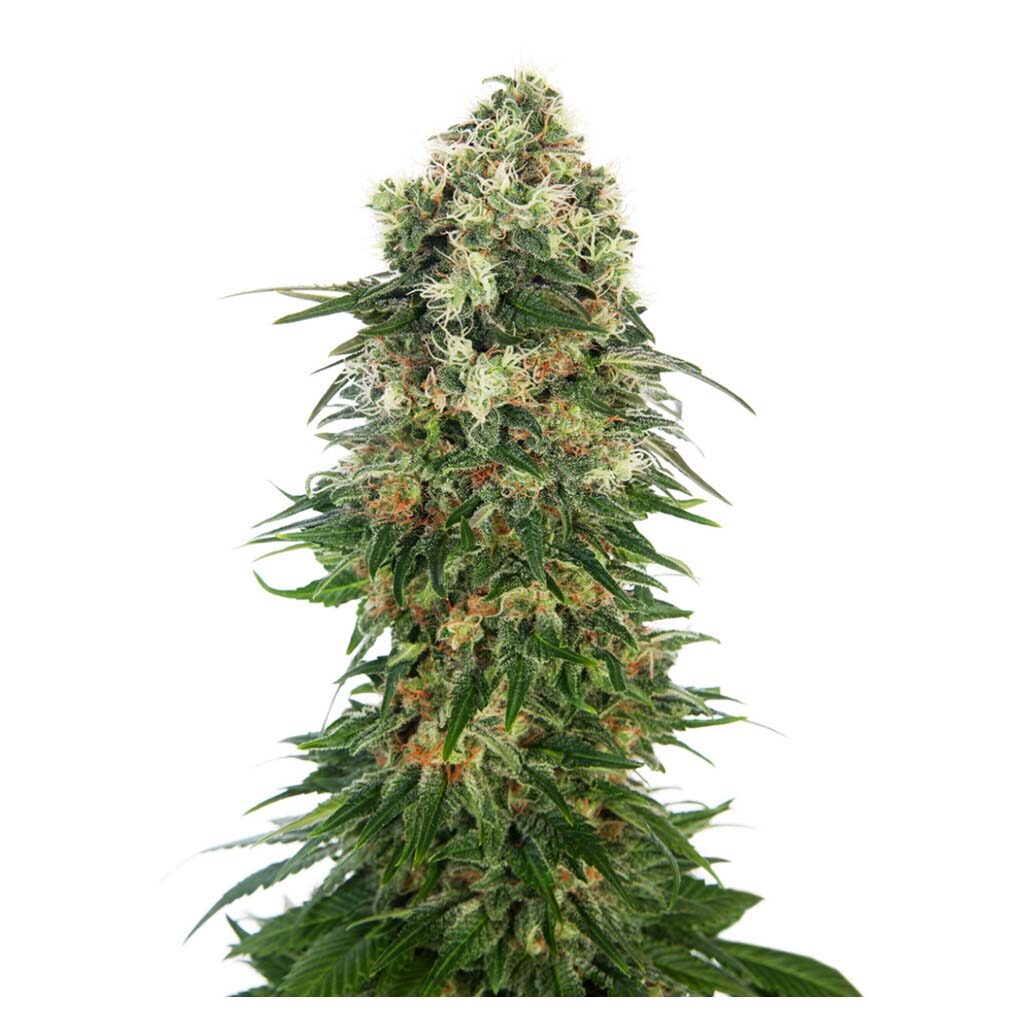 Shiva Skunk Auto — Sensi Seeds