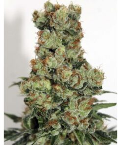 Sideral Fem. — Ripper Seeds