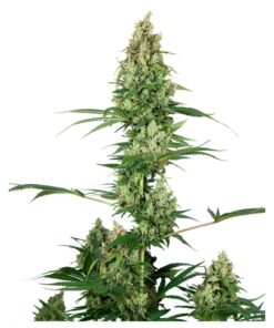 Silver Fire Fem — Sensi Seeds
