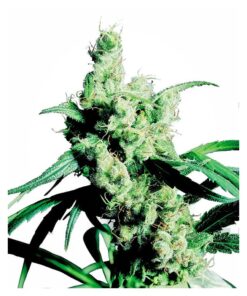 Silver Haze Fem — Sensi Seeds