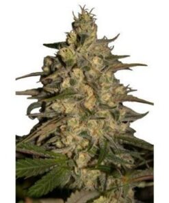 Silver Jack 5Und Fem. — Seedmakers