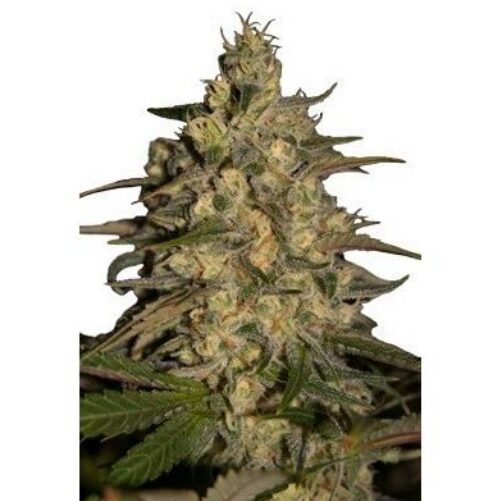 Silver Jack 5Und Fem. — Seedmakers
