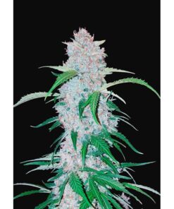 Six Shooter Auto — FastBuds Seeds