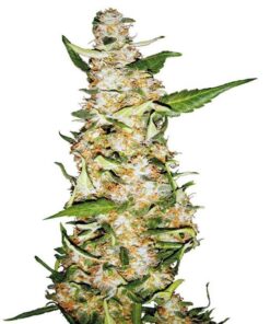 Skunk #1 Auto — Sensi Seeds