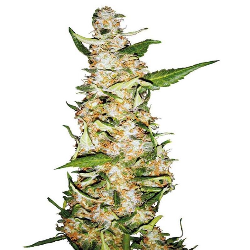 Skunk #1 Auto — Sensi Seeds