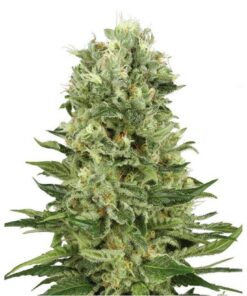 Skunk #1 Auto — Sensi White Label