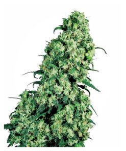 Skunk #1 Fem. — Sensi Seeds