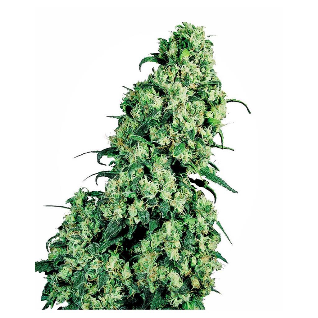 Skunk #1 Fem. — Sensi Seeds