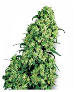 Skunk #1 Fem. — Sensi White Label