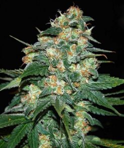 Skunk 47 Fem — World of Seed