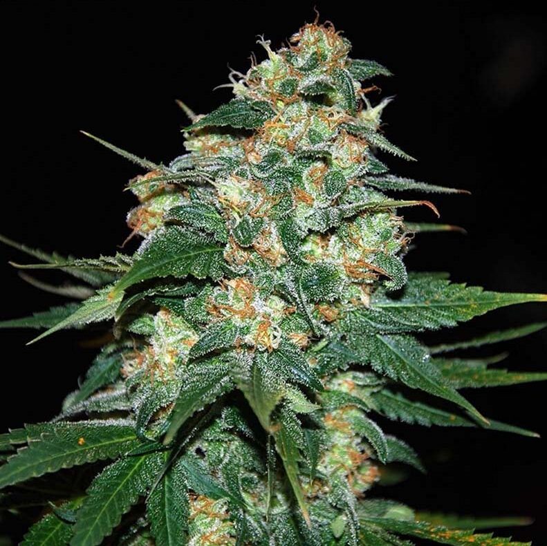 Skunk 47 Fem — World of Seed