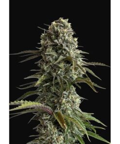 Skunk Auto — FastBuds Seeds