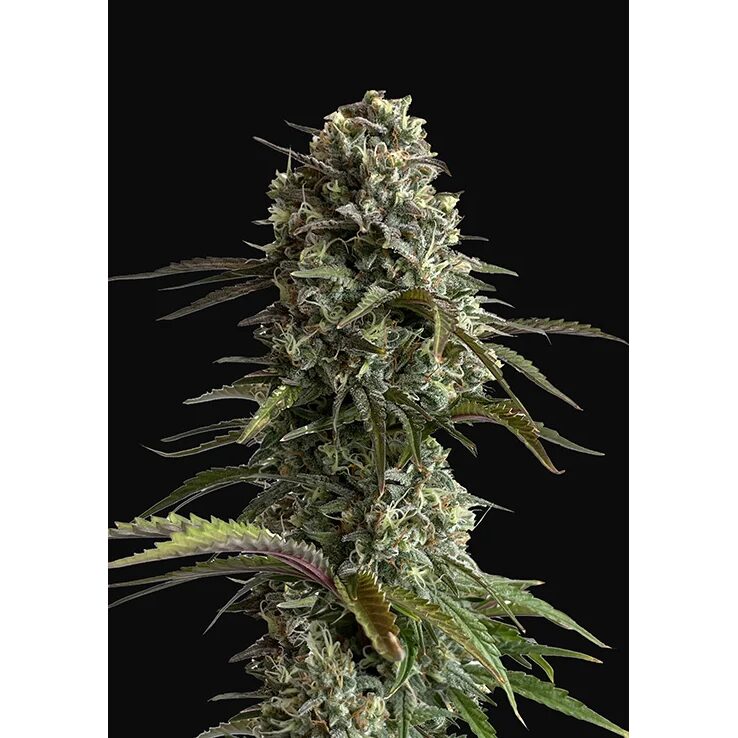 Skunk Auto — FastBuds Seeds