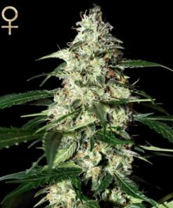 Skunk Auto — Strain Hunters