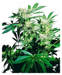 Skunk Kush Fem. — Sensi Seeds