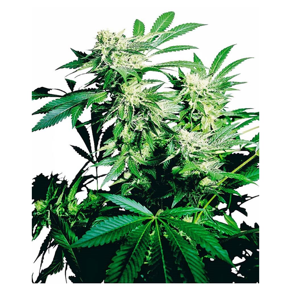 Skunk Kush Fem. — Sensi Seeds