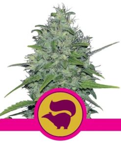 Skunk XL Fem — Royal Queen