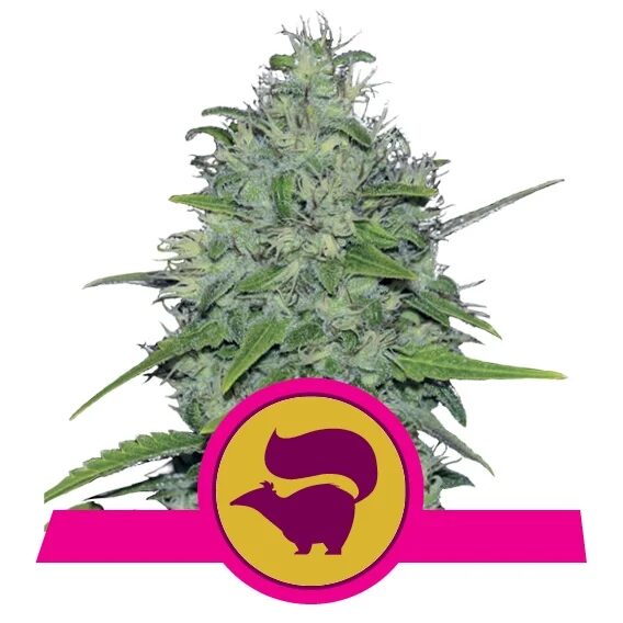 Skunk XL Fem — Royal Queen