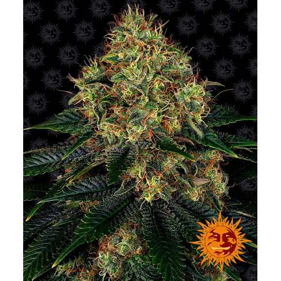 Skywalker OG Auto — Barney's Farm