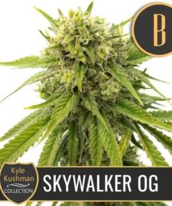 Skywalker OG Fem — Blimburn Seeds