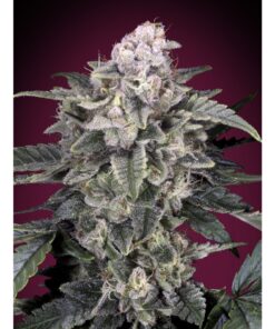 Slurricane Fem — Advanced Seeds