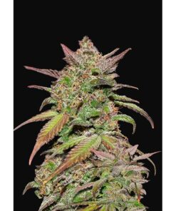 Smoothie Auto — FastBuds Seeds