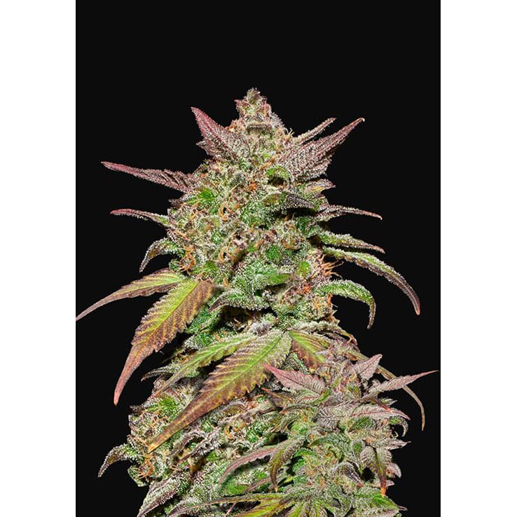 Smoothie Auto — FastBuds Seeds